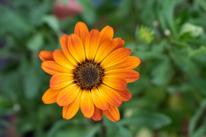 Calendula Flower