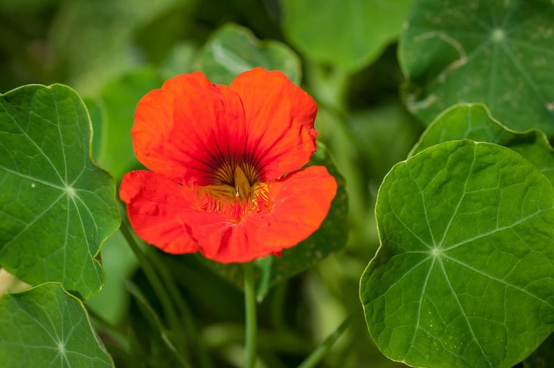 Nasturtium Blossom