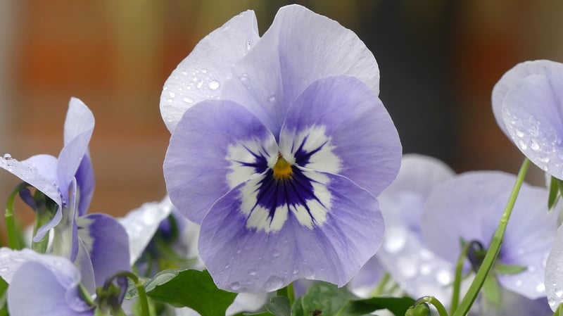 Pansy Flowers