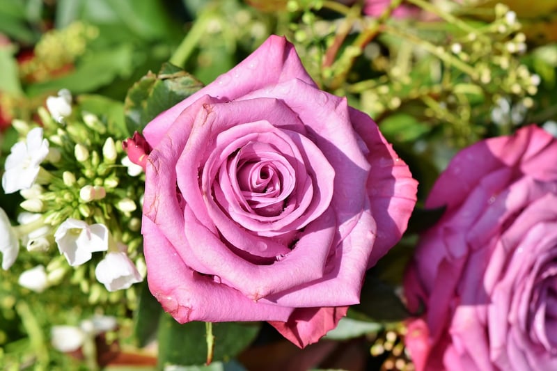 Rose Flower